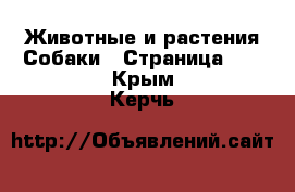 Животные и растения Собаки - Страница 13 . Крым,Керчь